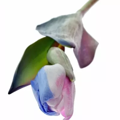 TULIPA RAINBOW ALEXANDRA 40cm