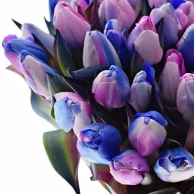 TULIPA RAINBOW ALEXANDRA 40cm