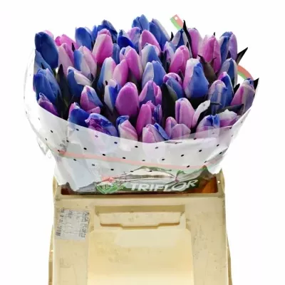 TULIPA RAINBOW ALEXANDRA 40cm
