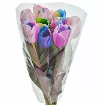 TULIPA RAINBOW DON MIX 40cm