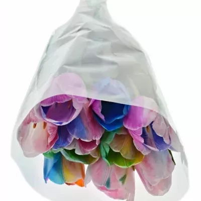 TULIPA RAINBOW DON MIX 40cm