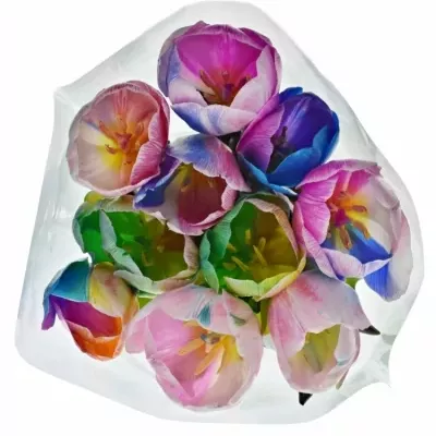 TULIPA RAINBOW DON MIX 40cm