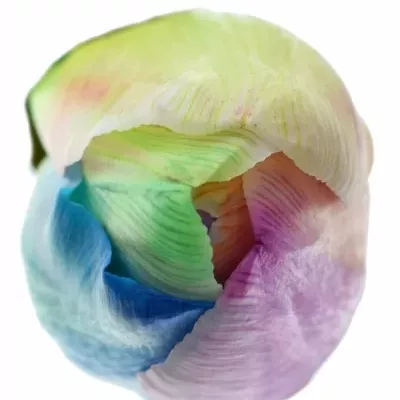 TULIPA RAINBOW DONATELLO 35cm