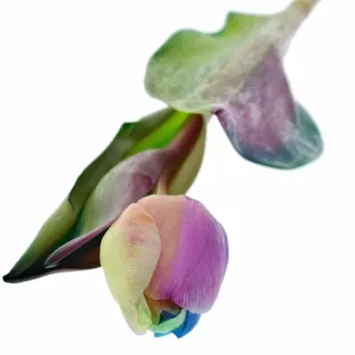 TULIPA RAINBOW DONATELLO 35cm