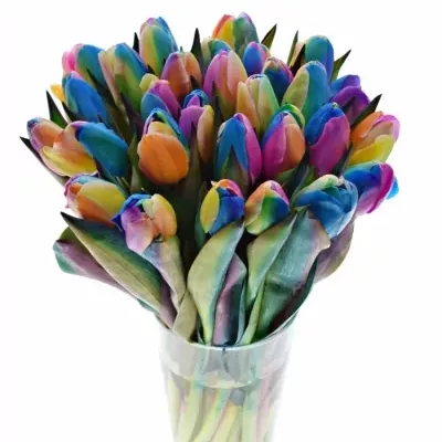 TULIPA RAINBOW DONATELLO 35cm