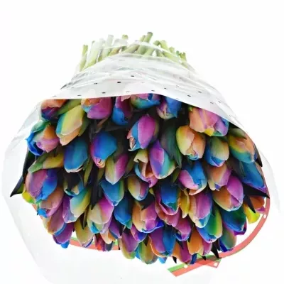 TULIPA RAINBOW DONATELLO 35cm
