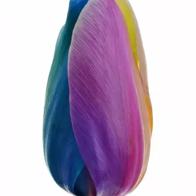Tulipán barvený RAINBOW DONATELLO 35cm/36g