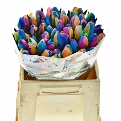TULIPA RAINBOW DONATELLO 35cm