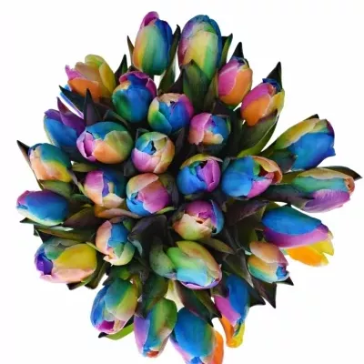 TULIPA RAINBOW DONATELLO 35cm
