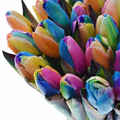 TULIPA RAINBOW DONATELLO 35cm
