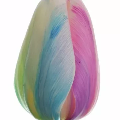 Tulipán barvený RAINBOW PASTEL 35cm/36g