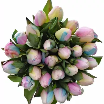 TULIPA RAINBOW PASTEL 35cm