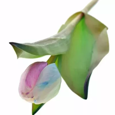 TULIPA RAINBOW PASTEL 35cm