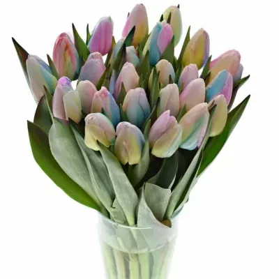 TULIPA RAINBOW PASTEL 35cm