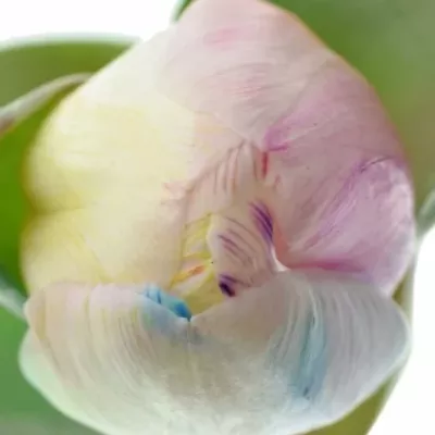 TULIPA RAINBOW PASTEL 35cm