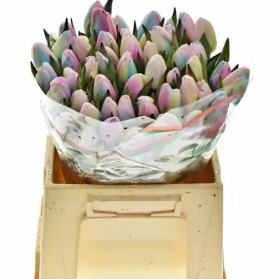 TULIPA RAINBOW PASTEL 35cm