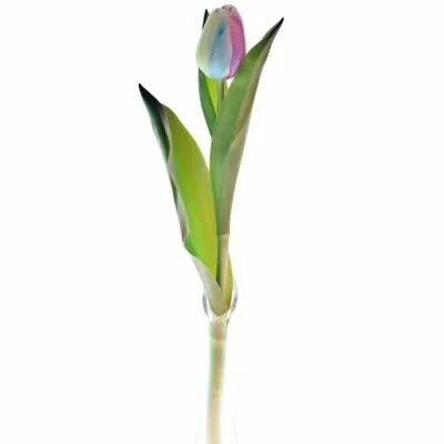 TULIPA RAINBOW PASTEL 35cm