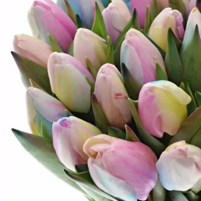 TULIPA RAINBOW PASTEL 35cm