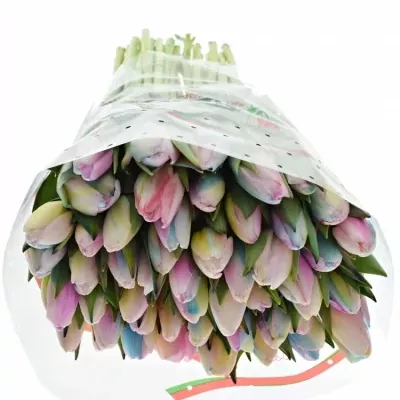 TULIPA RAINBOW PASTEL 35cm