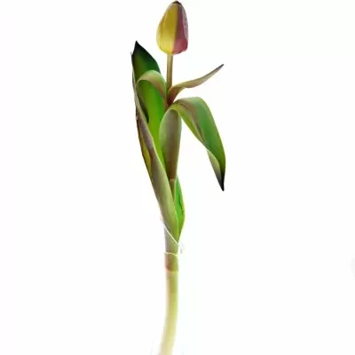 TULIPA REGGAE 40cm