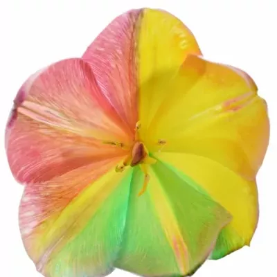 TULIPA REGGAE 40cm