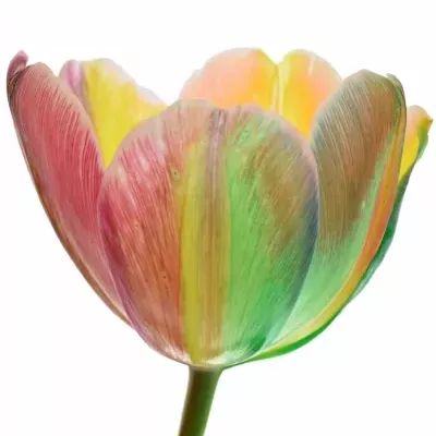 TULIPA REGGAE 40cm