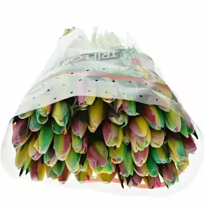 TULIPA REGGAE 40cm