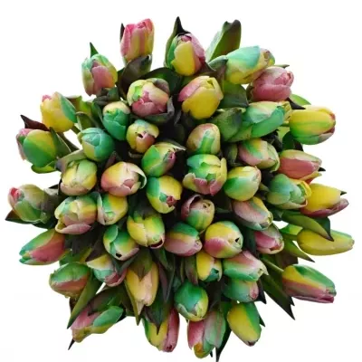 TULIPA REGGAE 40cm