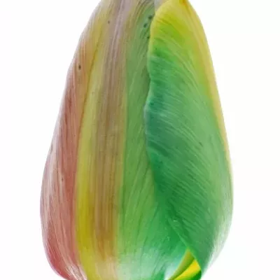 Tulipán barvený REGGAE 40cm/36g