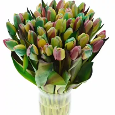 TULIPA REGGAE 40cm