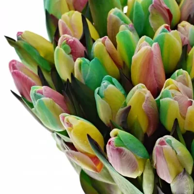 TULIPA REGGAE 40cm