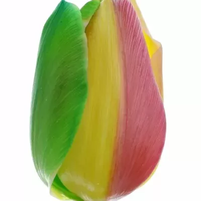 Tulipán barvený REGGAE DONATELLO 35cm/36g