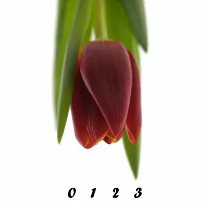 Tulipán  EN ABRA 