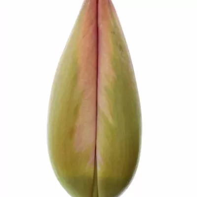 Tulipán  EN PARADE DESIGN 26cm/24g