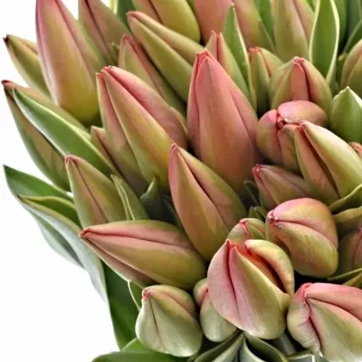 Tulipán  EN PARADE DESIGN 26cm/24g