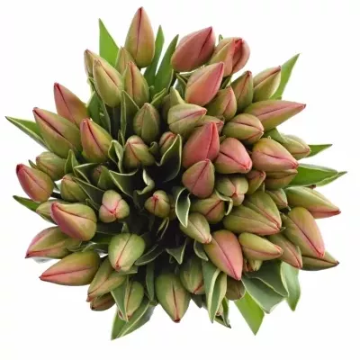 Tulipán  EN PARADE DESIGN 26cm/24g