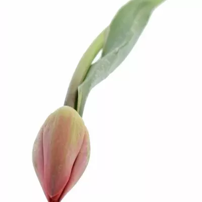 Tulipán  EN PARADE DESIGN 26cm/24g