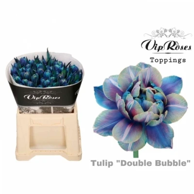 Tulipán barvený DOUBLE BUBBLE