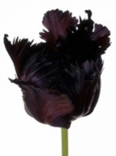 Tulipán BLACK PARROT 23cm/23g
