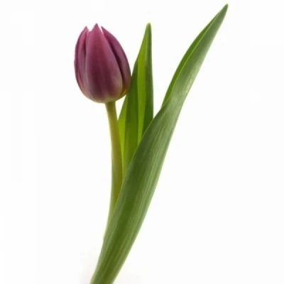 Tulipán CO CROWN OF NEGRITA