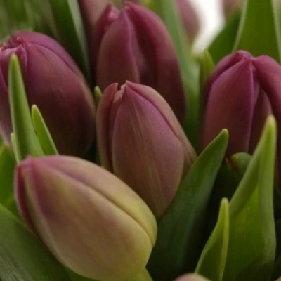 Tulipán CO CROWN OF NEGRITA