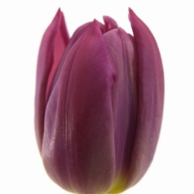 Tulipán CO CROWN OF NEGRITA 40 cm / 32 g