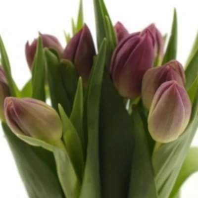 Tulipán CO CROWN OF NEGRITA