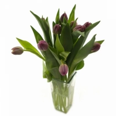 Tulipán CO CROWN OF NEGRITA