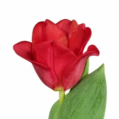 Tulipán CO RED DRESS