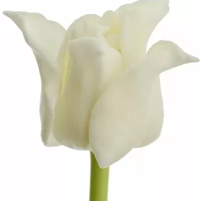 Tulipán CO WHITE LIBERSTAR 35cm35g