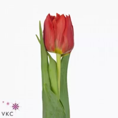 Tulipán DU ABBA 36cm25g