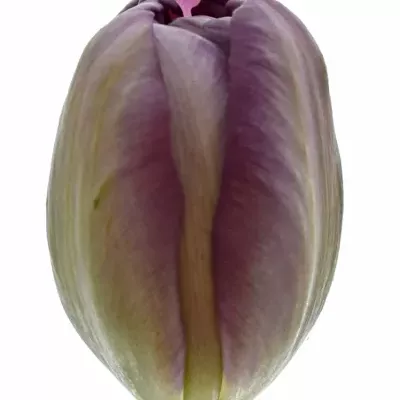 Tulipán DU ALICANTE 37cm / 38g