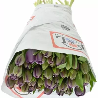 Tulipán DU ALICANTE 37cm/38g