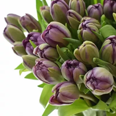 Tulipán DU ALICANTE 37cm/38g